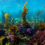 Kelp for Small Breed Dogs: Safe Dosage Limits You Must Know