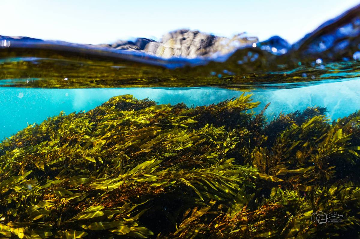 Comparison of kelp supplements and traditional bone health products for pets
