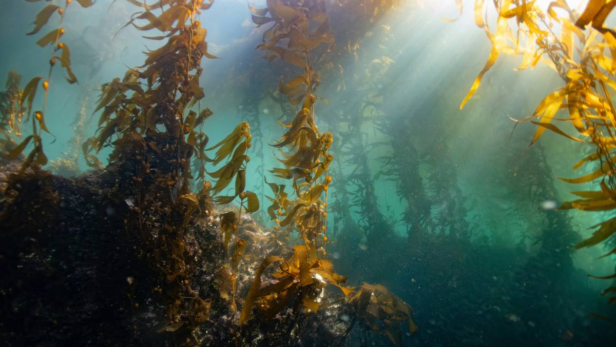 Dog eating food mixed with kelp supplement for bone health support